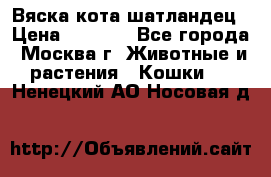Вяска кота шатландец › Цена ­ 1 000 - Все города, Москва г. Животные и растения » Кошки   . Ненецкий АО,Носовая д.